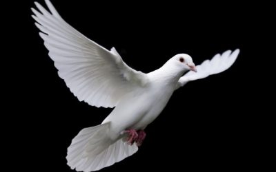 International Day Of Peace 2021